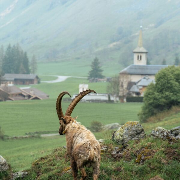 Bouquetins à Champagny-en-Vanoise - Savoie / Auvergne-Rhône-Alpes / France